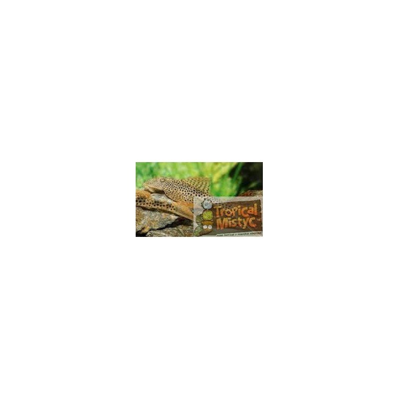 copy of SQUALIFORMA VILLARSI L 093 w/i