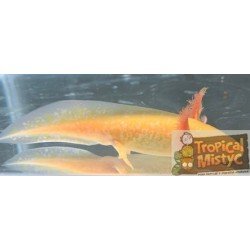 copy of AMBYSTOMA ANDERSONI