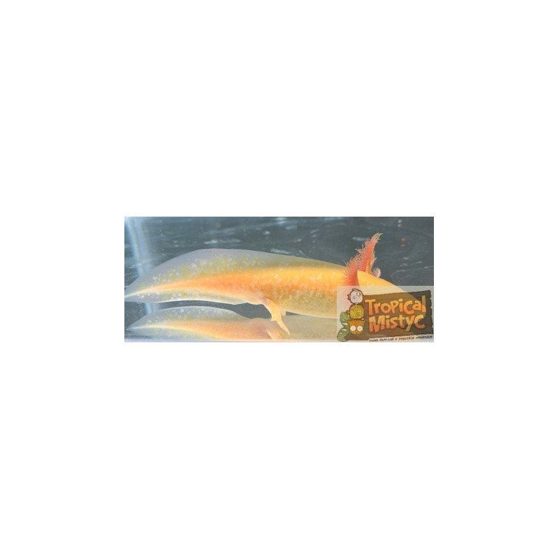 copy of AMBYSTOMA ANDERSONI