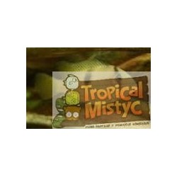 GUIANACARA STERGIOSI  *