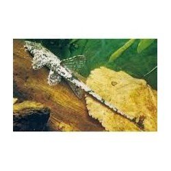 LORICARIA FILAMENTOSA