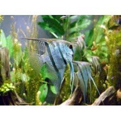 PTEROPHYLLUM SCALARE AMAZON