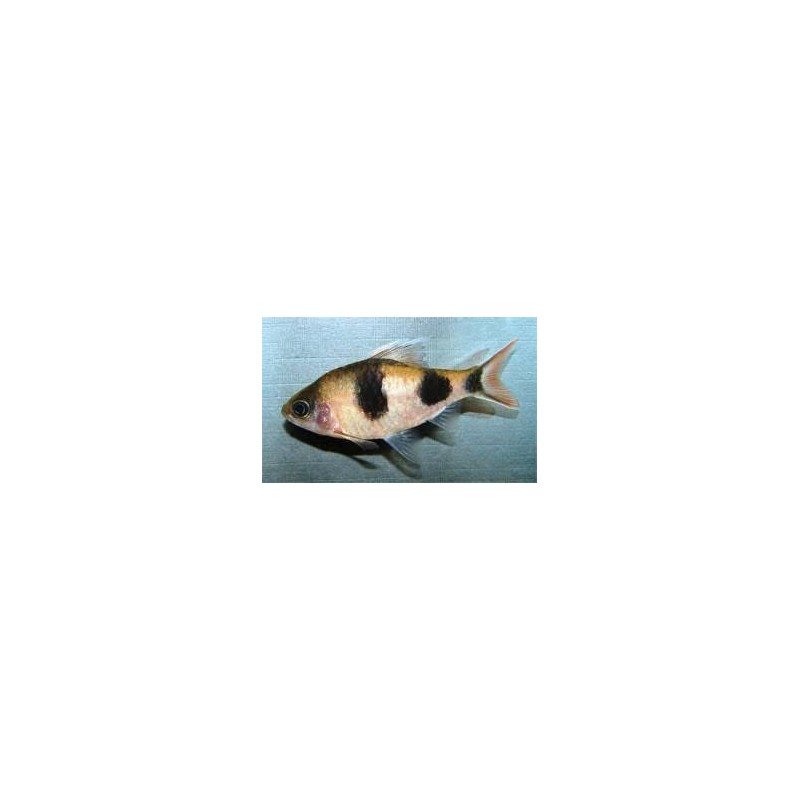 BARBUS MELANAMPYX