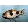 BARBUS MELANAMPYX
