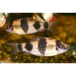BARBUS MELANAMPYX
