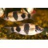 BARBUS MELANAMPYX