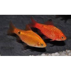 PUNTIUS CONCHONIUS