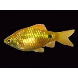PUNTIUS CONCHONIUS GOLD