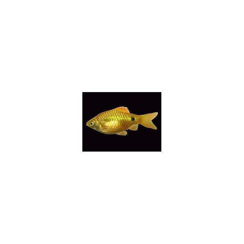 PUNTIUS CONCHONIUS GOLD