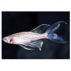 BRACHYDANIO FRANKEI LONG FIN