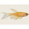 BRACHYDANIO RERIO GOLD LONG FIN