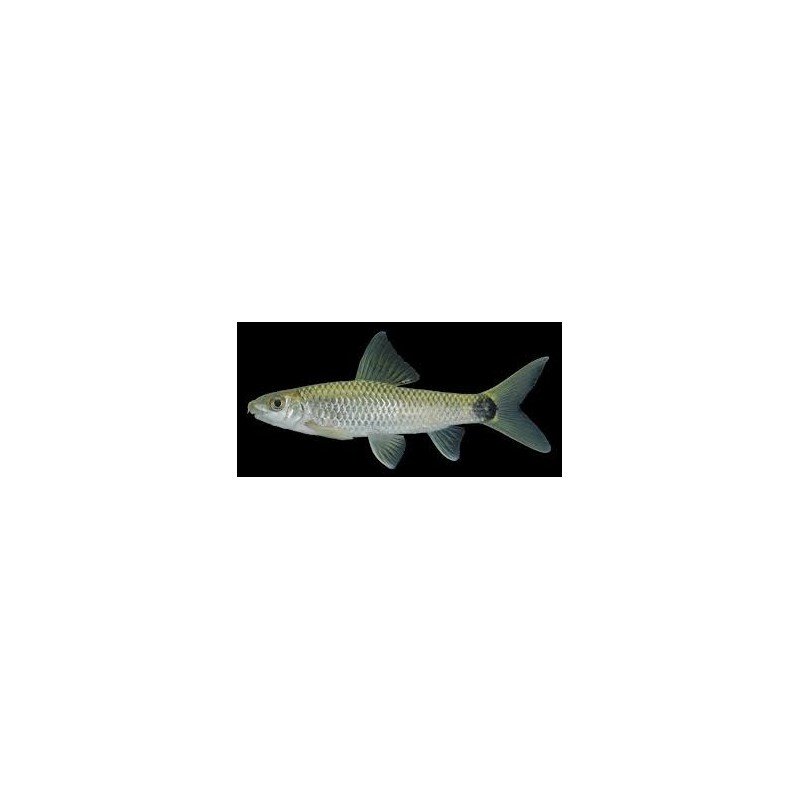 CROSSOCHEILUS RETICULATUS