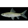CROSSOCHEILUS RETICULATUS