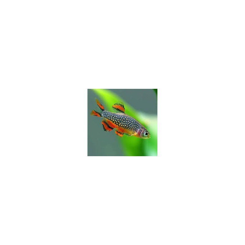 MICRORASBORA GALAXY