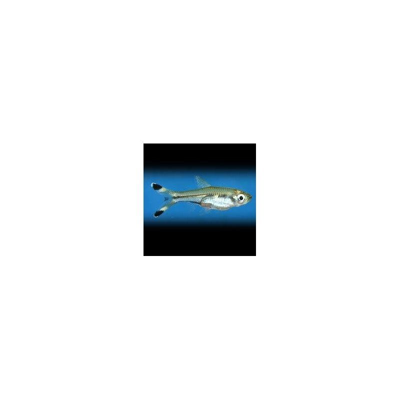 RASBORA TRILINEATA 