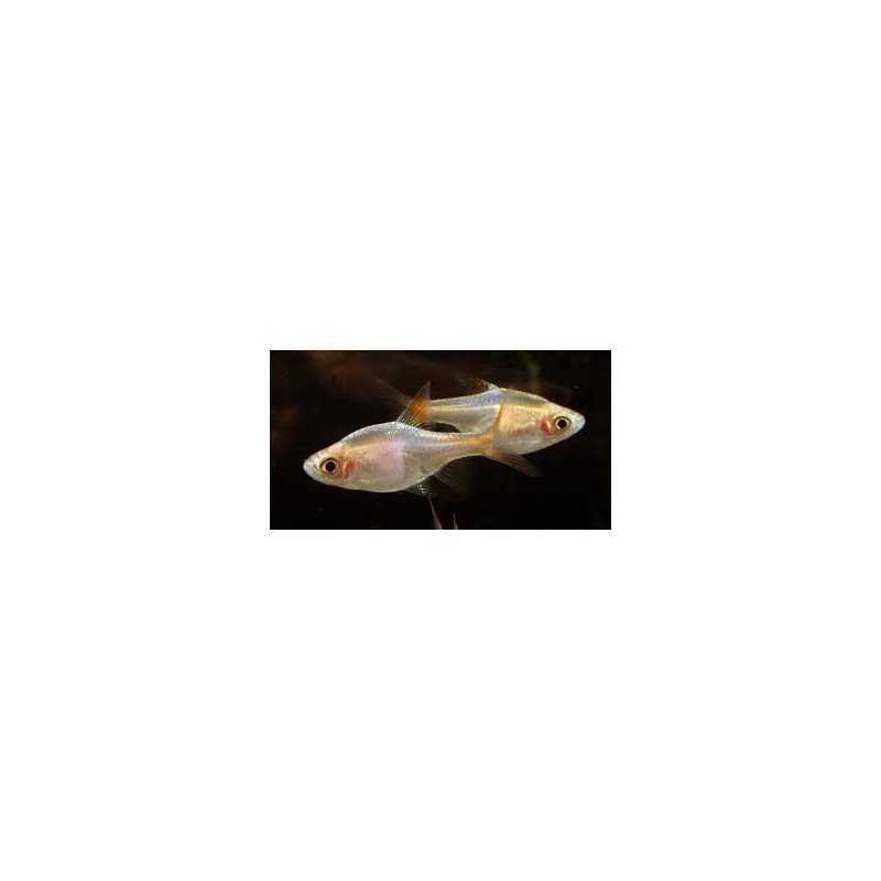 TRIGONOSTIGMA HETEROMORPHA GOLD