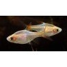 TRIGONOSTIGMA HETEROMORPHA GOLD