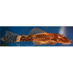 ANCISTRUS RED/BROWN LDA 16