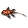 ANCISTRUS Red/Black LDA 16