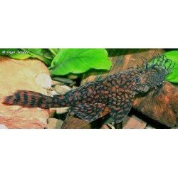 ANCISTRUS SP. RIO PARAGUAY