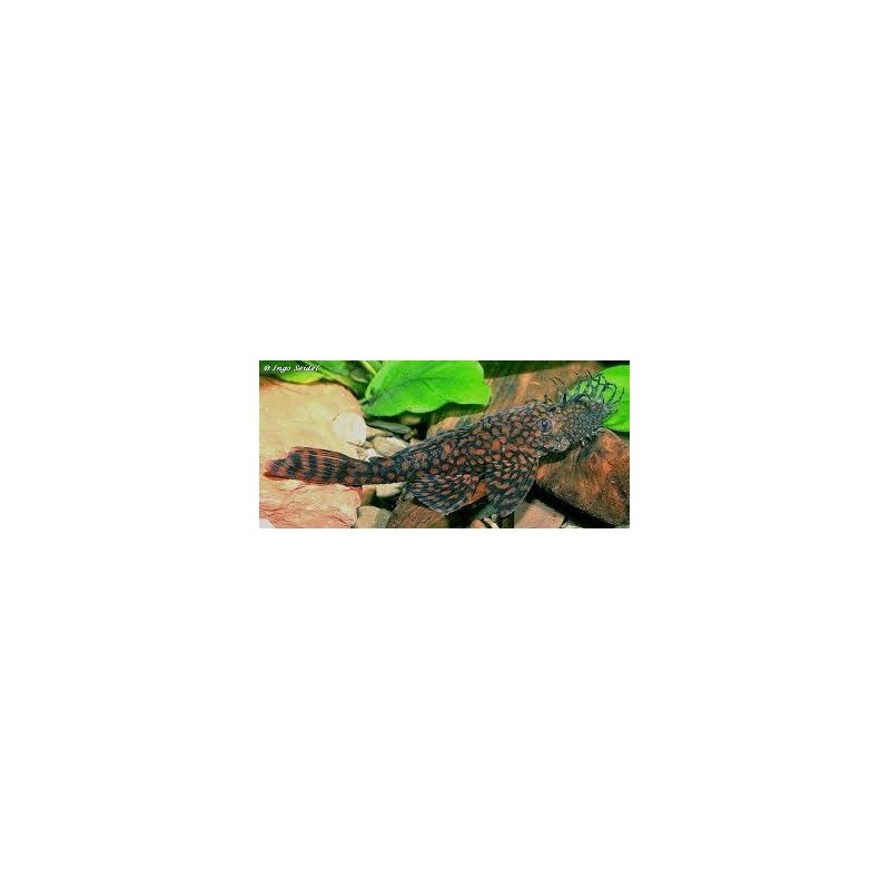 ANCISTRUS SP. RIO PARAGUAY