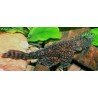 ANCISTRUS SP. RIO PARAGUAY