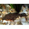 ANCISTRUS SP. RIO PARAGUAY