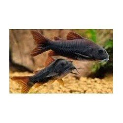 CORYDORAS AENEUS "BLACK VENEZUELA"