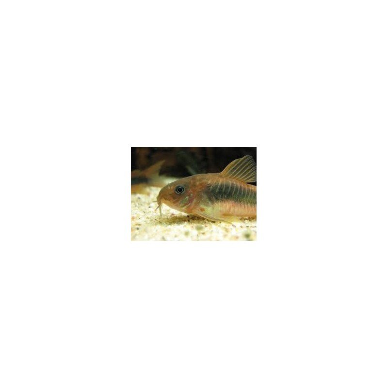 CORYDORAS AENEUS