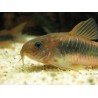 CORYDORAS AENEUS