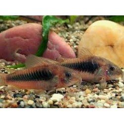 CORYDORAS AENEUS
