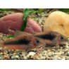 CORYDORAS AENEUS