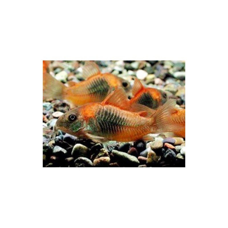 CORYDORAS AENEUS ORANGE VENEZUELA