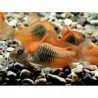 CORYDORAS AENEUS ORANGE VENEZUELA