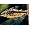 CORYDORAS ELEGANS