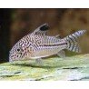 CORYDORAS JULII