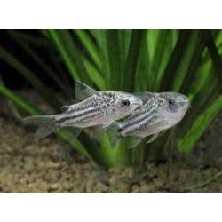 CORYDORAS NANUS