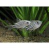 CORYDORAS NANUS