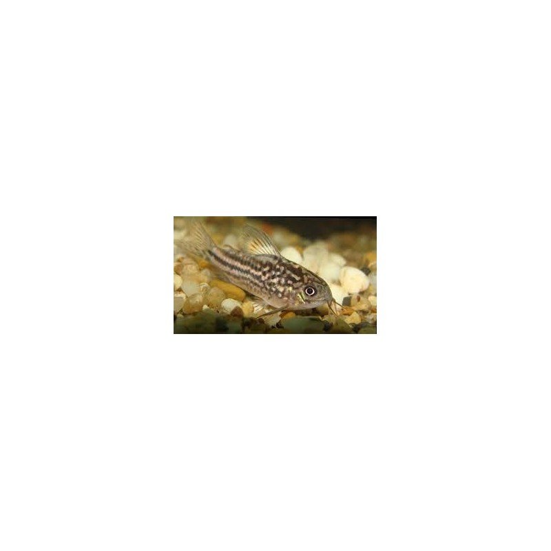 CORYDORAS NANUS