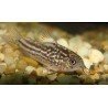 CORYDORAS NANUS