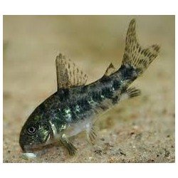 CORYDORAS PALEATUS