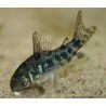 CORYDORAS PALEATUS