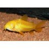 CORYDORAS PALEATUS GOLD